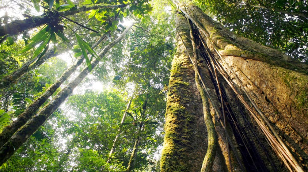 Floresta amazônica Floresta tropical às margens do Rio Amazonas