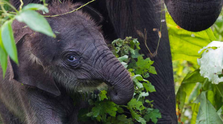 Amanhã se decidirá sobre a destruição do ecossistema de Leuser Um elefante bebê na floresta do ecossistema de Leuser na Indonésia